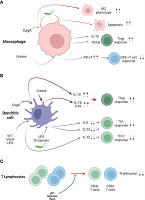 The Efficacy of Cancer Immunotherapies Is Compromised by Helicobacter pylori Infection